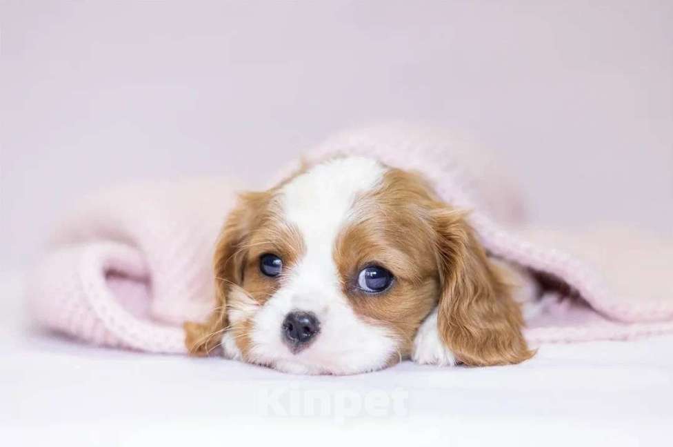Собаки в Санкт-Петербурге: Мальчик Кавалер Кинг Чарльз Спаниель, документы РКФ Мальчик, 84 000 руб. - фото 1