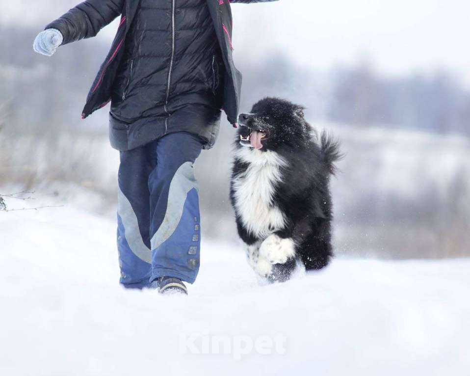 Собаки в Ногинске: Малыш - лохматое чудо в дар Мальчик, Бесплатно - фото 5