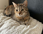 Кошки в Санкт-Петербурге: Кошечка в добрые руки  Девочка, Бесплатно - фото 1