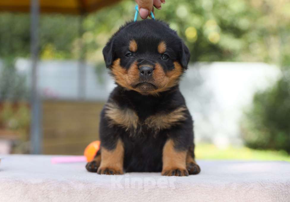 Собаки в Рязани: Щенки ротвейлера  Мальчик, 50 000 руб. - фото 3