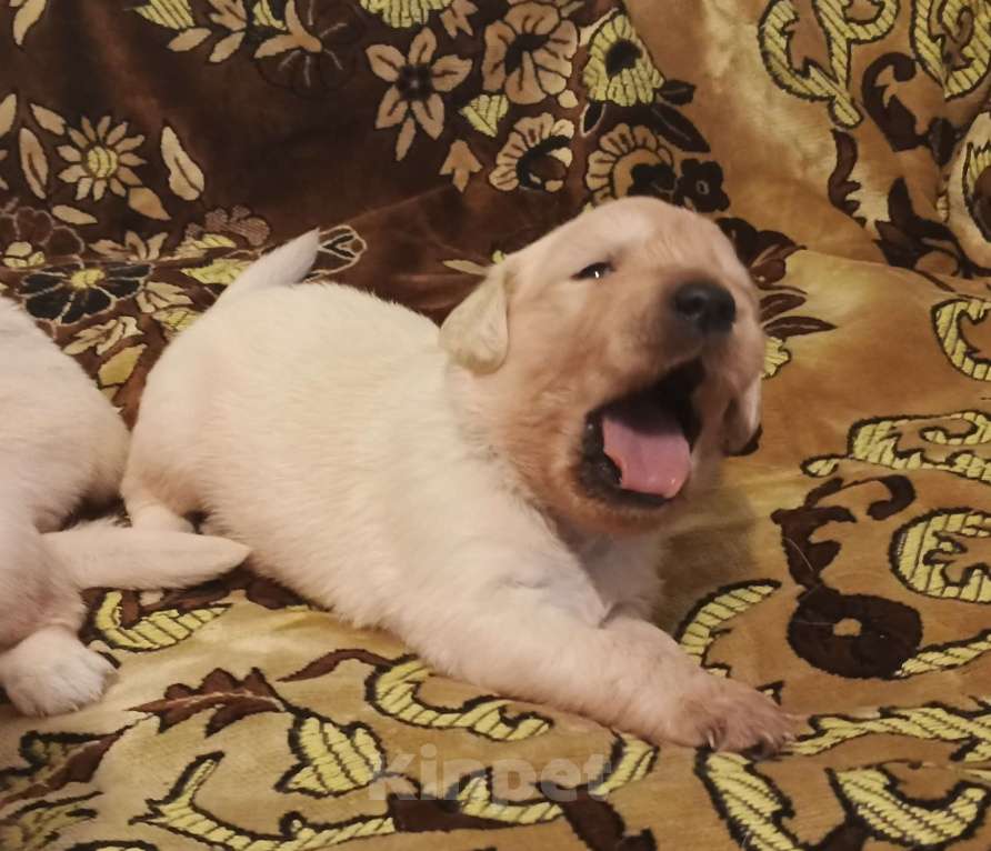 Собаки в Казани: Щенки Золотистого ретривера Мальчик, 40 000 руб. - фото 5
