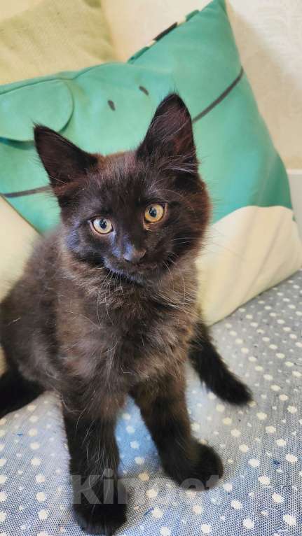Кошки в Москве: Милый котенок в добрые руки  Мальчик, 100 руб. - фото 2