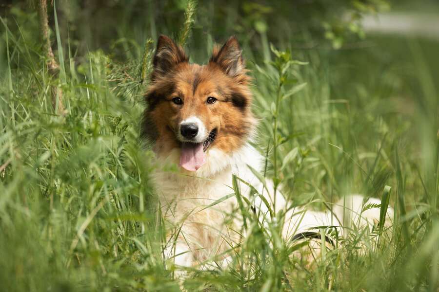 Собаки в Москве: Леся, Лисичка, девочка, 2 года, путешественница и умница! Девочка, Бесплатно - фото 7