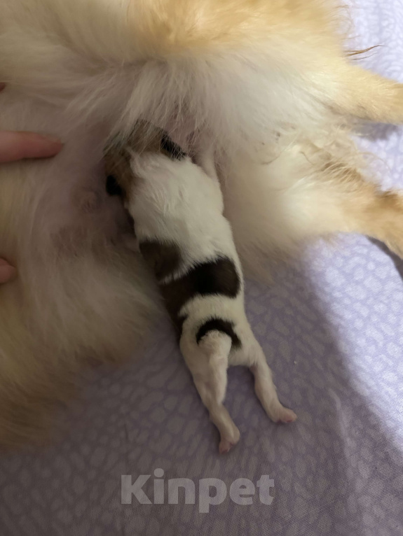 Собаки в Тюмени: Немецкий шпиц щенок девочка Девочка, 40 000 руб. - фото 6