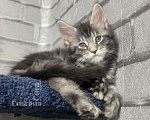Кошки в Кемерово: Мальчик Мейн-кун полидакт Мальчик, 25 000 руб. - фото 1