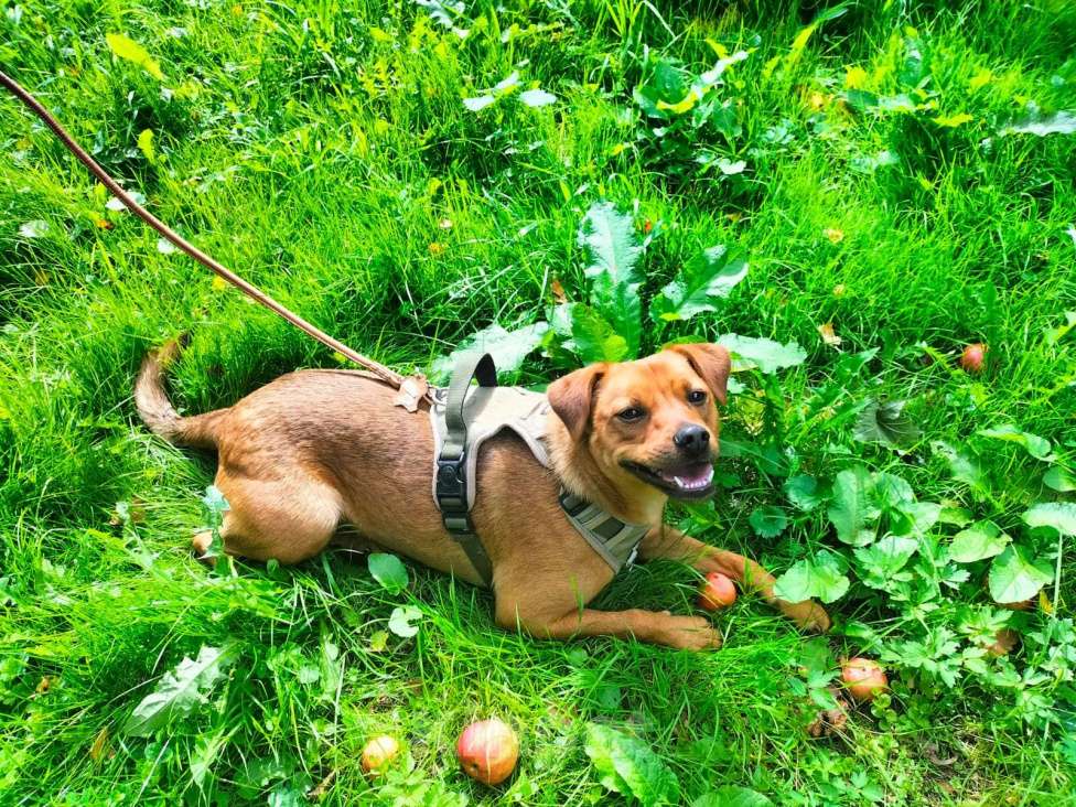 Собаки в Балашихе: небольшая собачка мега позитив спасена с СВО ищет семью Девочка, Бесплатно - фото 2