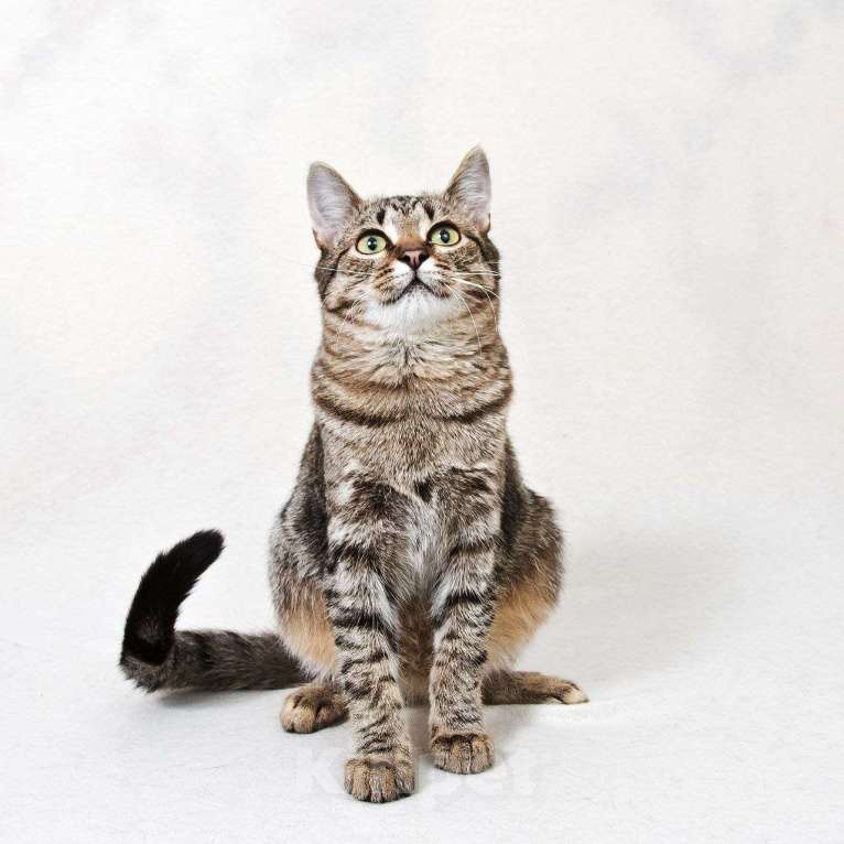 Кошки в Москве: котенок Антоновка ищет дом Девочка, Бесплатно - фото 4