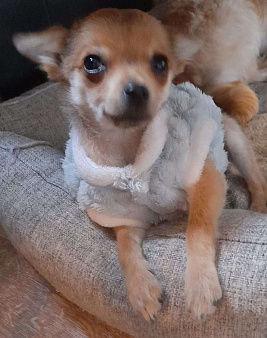 Щенок мальчик Чихуахуа 