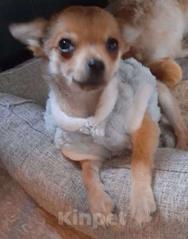 Собаки в Москве: Щенок мальчик Чихуахуа  Мальчик, 17 000 руб. - фото 1