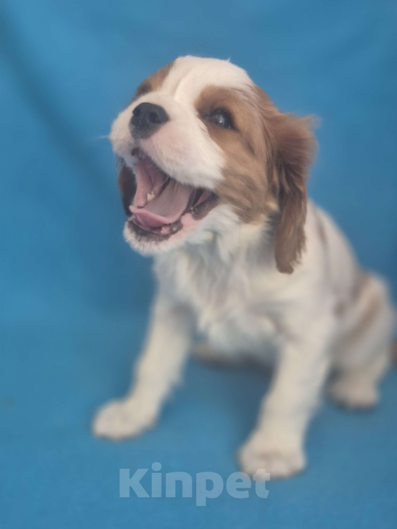 Собаки в Москве: Кавалер кинг чарльз спаниель Мальчик, 50 000 руб. - фото 1