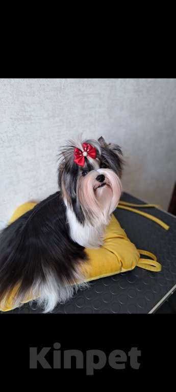 Собаки в Москве: Девочка Бивер Девочка, 120 000 руб. - фото 5