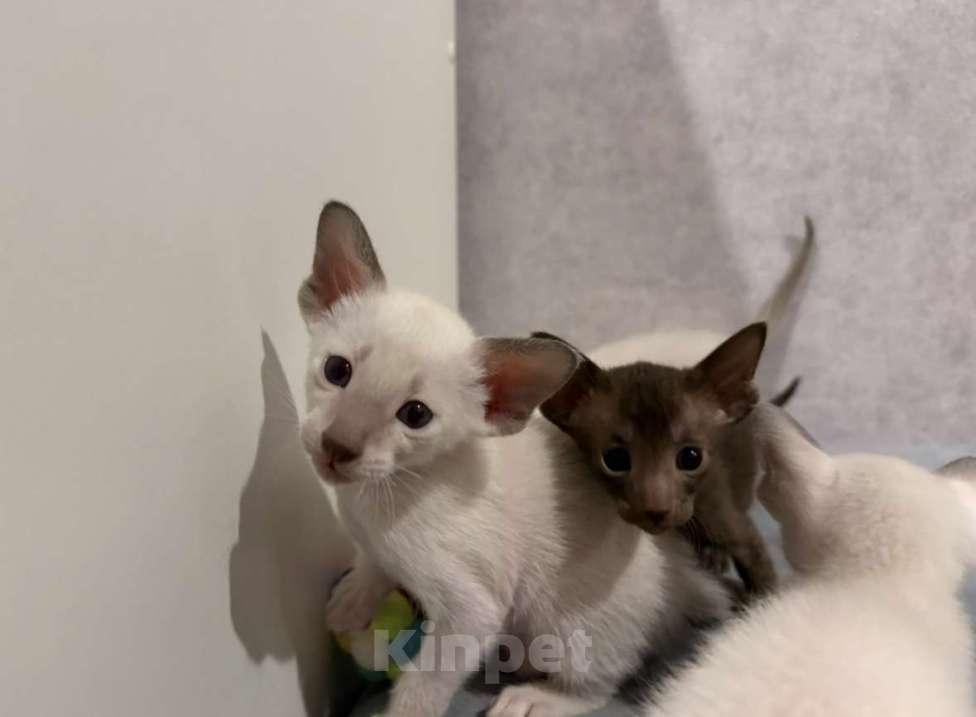 Кошки в Березовском: Котята Ориенталы Разнополые, 20 000 руб. - фото 4