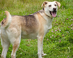 Собаки в Солнечногорске: Жизнерадостная, ласковая девчонка. Семейная собака Девочка, Бесплатно - фото 2