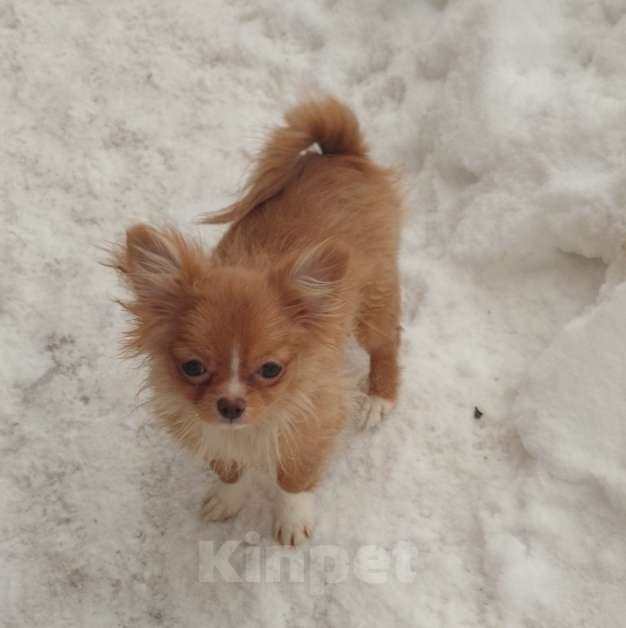 Собаки в Москве: Щенок чихуахуа Девочка, 25 000 руб. - фото 3