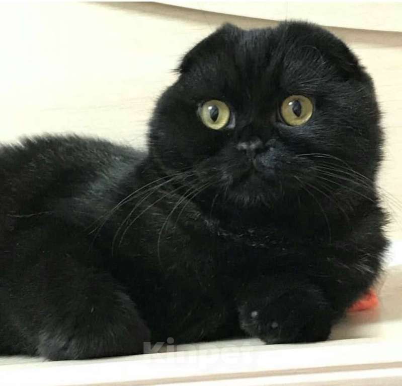 Кошки в Екатеринбурге: Вислоухая девочка Девочка, 200 руб. - фото 1