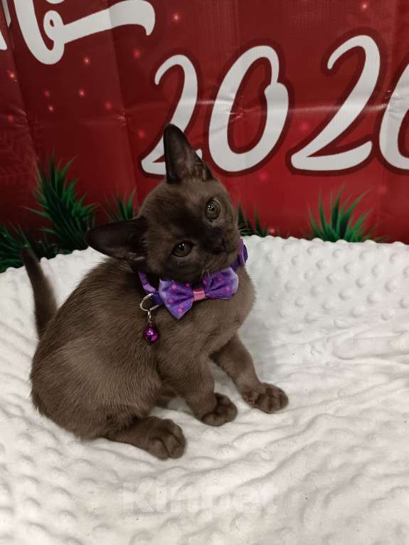 Кошки в Лыткарино: Бурманские котята с документами  Мальчик, 50 000 руб. - фото 2