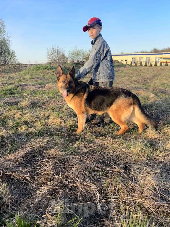 Собаки в других городах Московской области: Красавица Соня ищет дом Девочка, Бесплатно - фото 4
