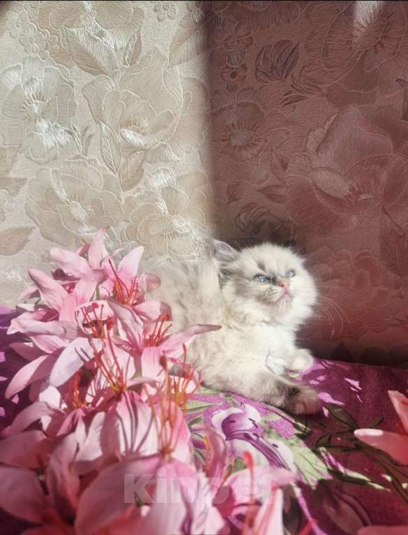 Кошки в Москве: Очаровательно-нежная малыша Рэгдолл Девочка, 65 000 руб. - фото 2
