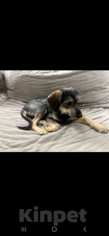 Собаки в Москве: Щенок в добрые руки  Девочка, Бесплатно - фото 6