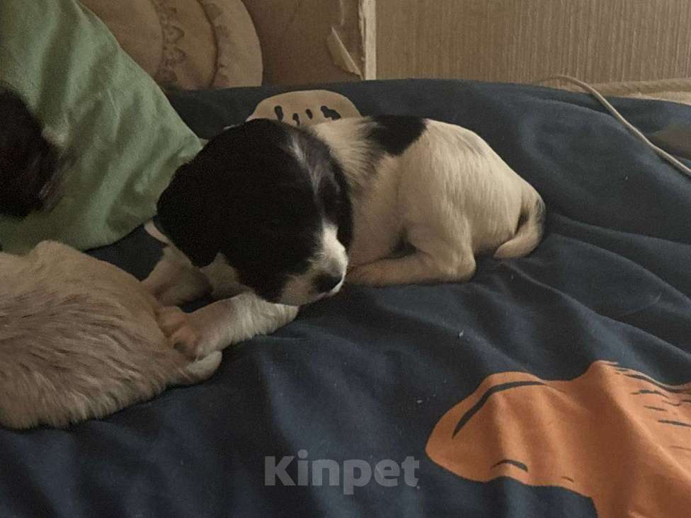 Собаки в Ногинске: Русский охотничий спаниель щенки Девочка, 15 000 руб. - фото 3