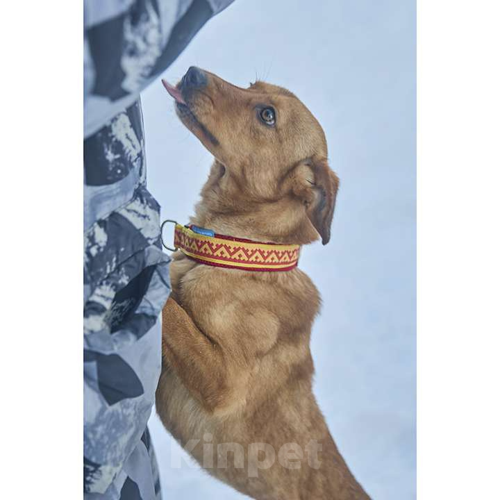 Собаки в Москве: Рыжее солнышко ВИНКИ ищет семью Девочка, 10 руб. - фото 7