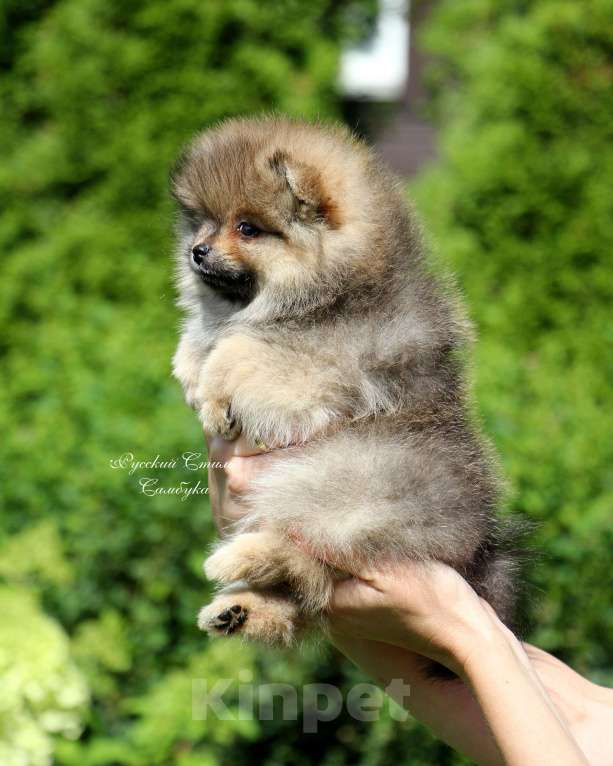 Собаки в Москве: Щенки шпица малые Мальчик, 40 000 руб. - фото 4