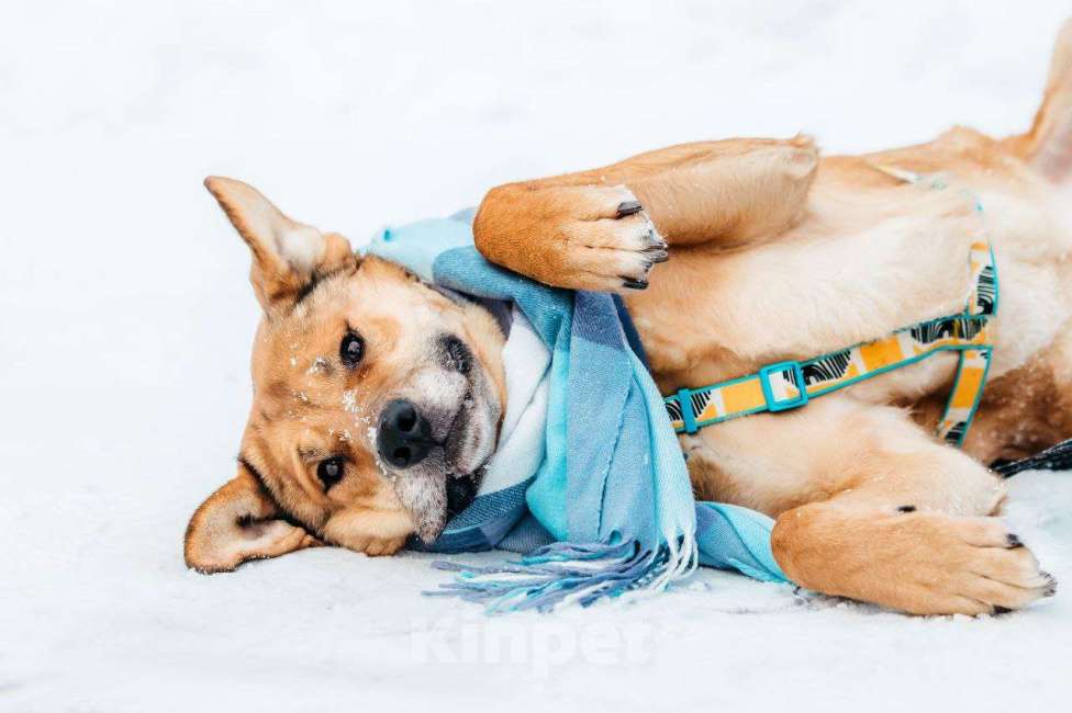 Собаки в Москве: Шикарный Джек ищет дом Мальчик, Бесплатно - фото 6