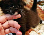 Кошки в Кингисеппе: Вислоухий Котёнок мальчик. 2.5 месяца Мальчик, 50 руб. - фото 1