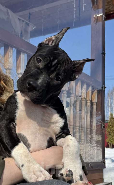 Собаки в Москве: Щенок американского стаффордширского терьера! Мальчик, 60 000 руб. - фото 1