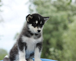 Собаки в Твери: Мальчик Аляскинский маламут  Мальчик, Бесплатно - фото 7