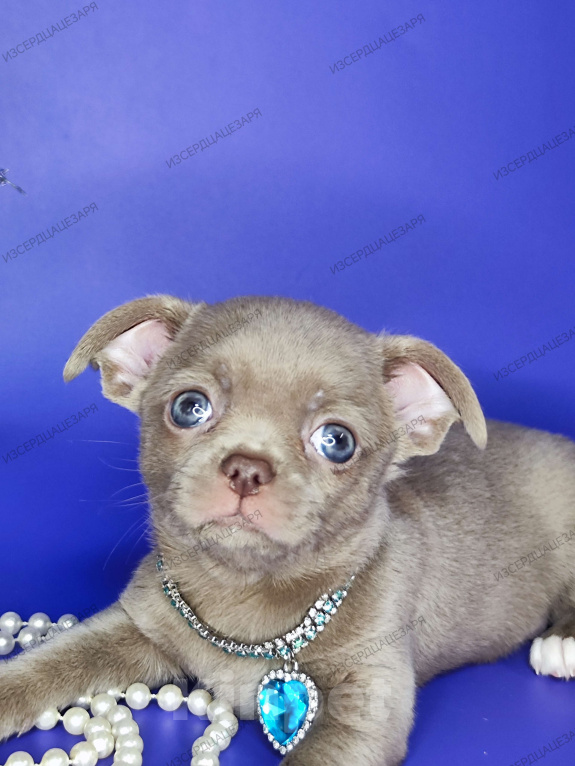 Собаки в Москве: Лиловое облачко мальчик Мальчик, 45 000 руб. - фото 6