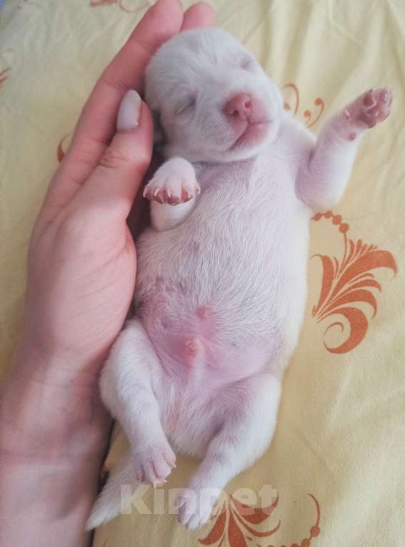 Собаки в Краснодаре: Щенок той терьер  Мальчик, 7 000 руб. - фото 3