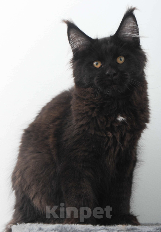 Кошки в Москве: Мейн-кун котенок Мальчик, 70 000 руб. - фото 3