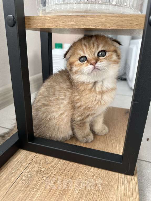 Кошки в Москве: Мальчик вислоухий Мальчик, 30 000 руб. - фото 4