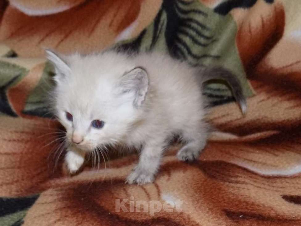 Кошки в Москве: Голубоглазые тайские котята Мальчик, 10 000 руб. - фото 7