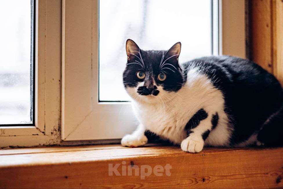 Кошки в Видном: Феликс ищет дом Мальчик, Бесплатно - фото 4