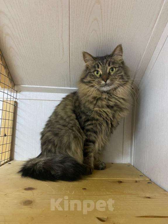 Кошки в Москве: История Дуси: о холоде, предательстве и надежде Девочка, Бесплатно - фото 1