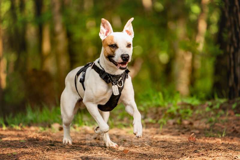 Собаки в Москве: Красивый пёс Дарий в добрые руки. Мальчик, Бесплатно - фото 5