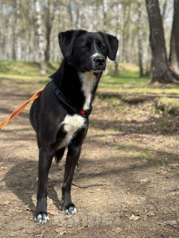 Собаки в Москве: Дуня Девочка, Бесплатно - фото 3