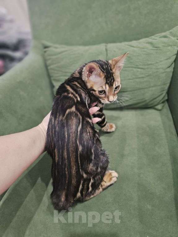 Кошки в Москве: Бенгальский котенок Мальчик, 40 000 руб. - фото 2