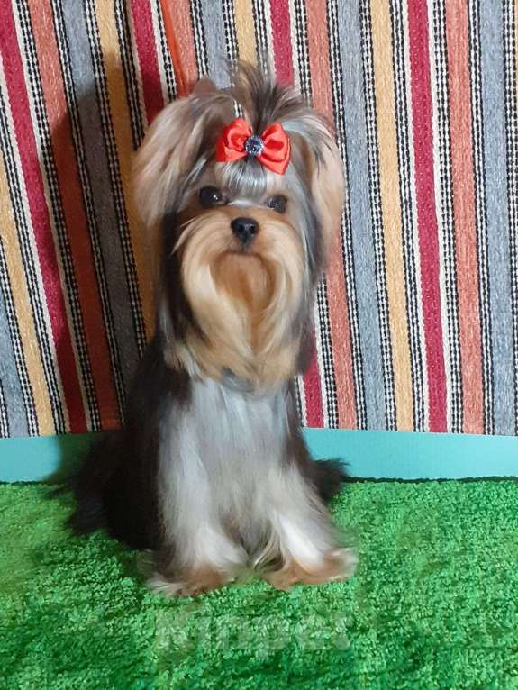 Собаки в Королеве: Девочка йорк, 9 мес. Девочка, 100 000 руб. - фото 2