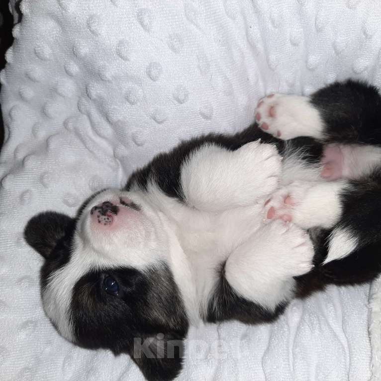 Собаки в Твери: Щенки Вельш Корги Кардиган Мальчик, 50 000 руб. - фото 2