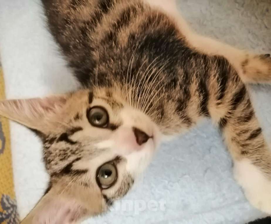 Кошки в Краснодаре: Кошечки Девочка, 5 руб. - фото 3