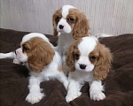 Собаки в Москве: Щенки Кавалер Кинг Чарльз спаниель Мальчик, 80 000 руб. - фото 2
