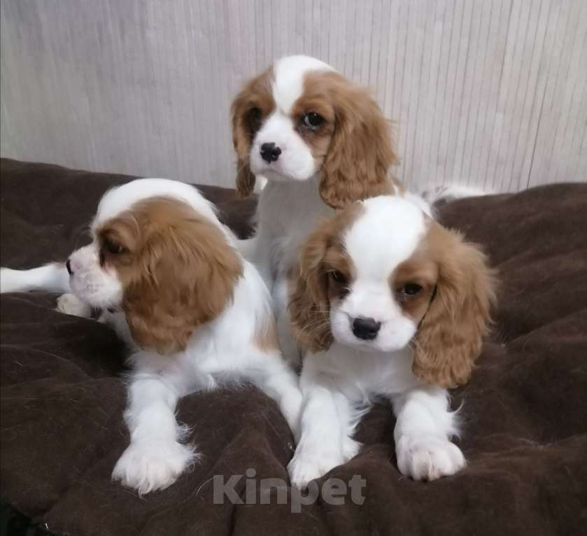 Собаки в Москве: Щенки Кавалер Кинг Чарльз спаниель Мальчик, 80 000 руб. - фото 2