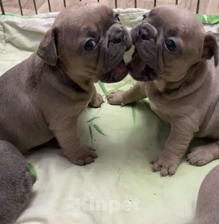 Собаки в Нижнем Новгороде: Продажа щенков французского бульдога  Девочка, Бесплатно - фото 5