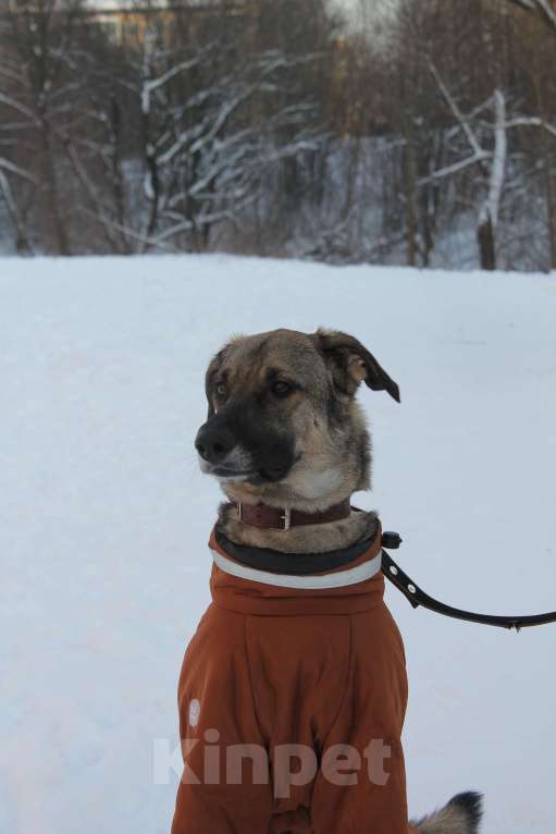 Собаки в Балашихе: Ласковая молодая собака в добрые руки. Москва и МО Девочка, Бесплатно - фото 2