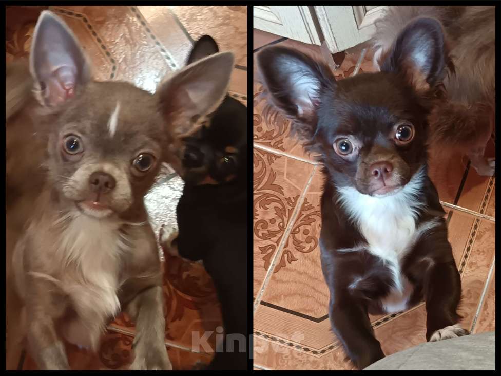 Собаки в Москве: Щенки чихуахуа длинношерстные, девочки Девочка, 60 000 руб. - фото 1