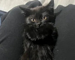 Кошки в Оренбурге: Котята в добрые руки Девочка, Бесплатно - фото 1