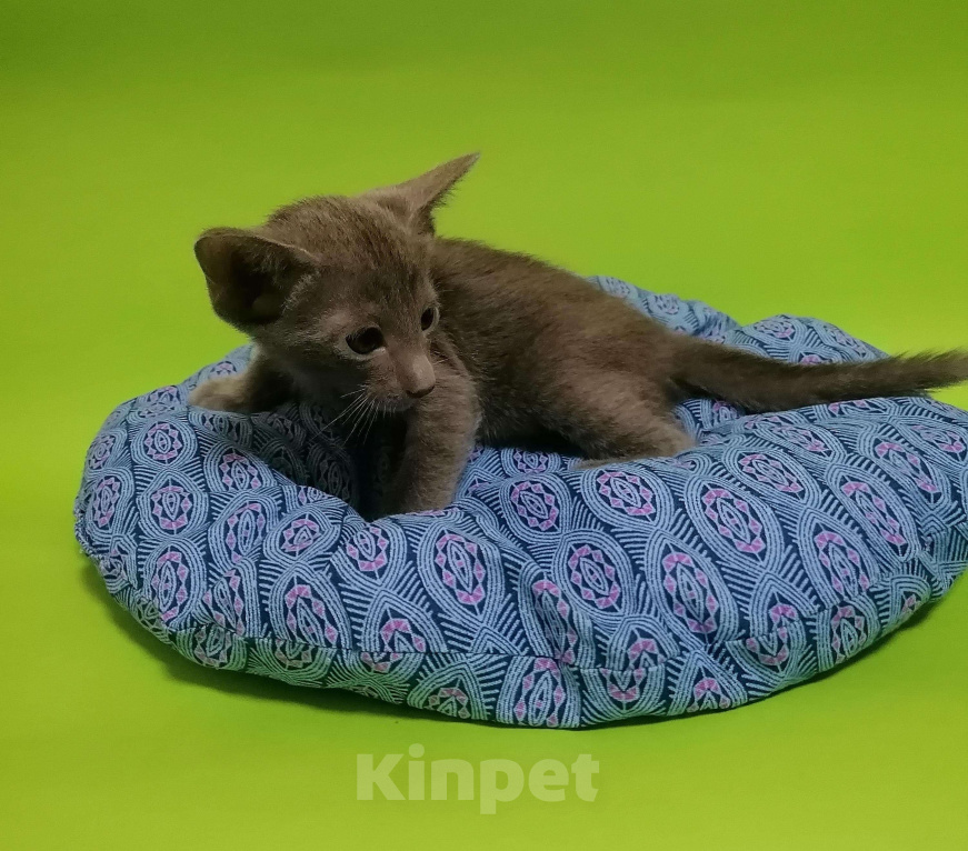 Кошки в Новосибирске: Петерболд Вариетта Мальчик, 50 000 руб. - фото 4